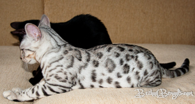 Bengal silber rosetted